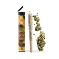 06 Preroll Legal Cannabis 420 - Leone Giallo