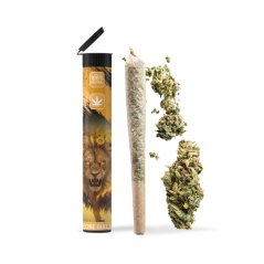06 Preroll Legal Cannabis 420 - Leone Giallo